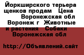 Йоркширского терьера щенков продам › Цена ­ 9 000 - Воронежская обл., Воронеж г. Животные и растения » Собаки   . Воронежская обл.